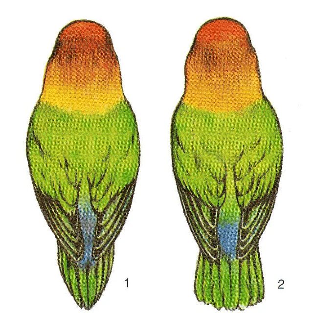 Попугай неразлучник самец и самка. Самка попугая неразлучника. Попугаи неразлучники различить пол. Неразлучник Фишера самка.