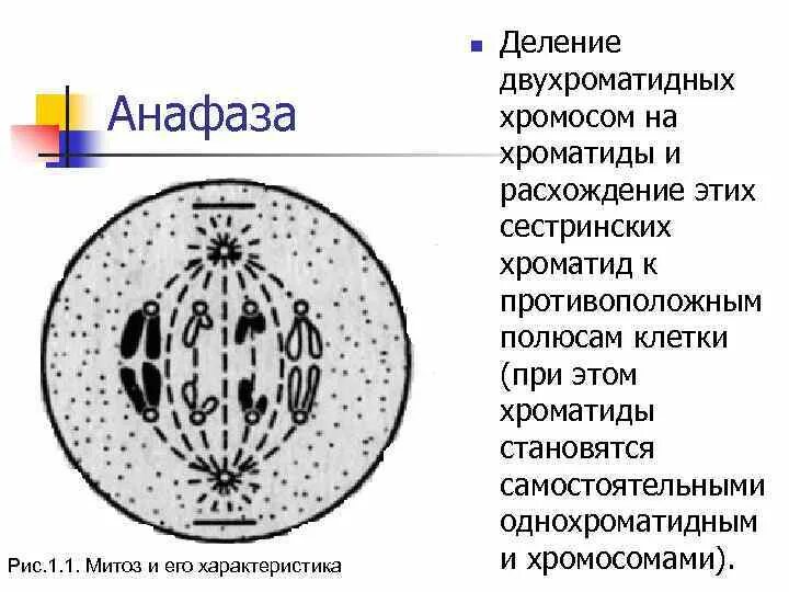В метафазе хромосомы двухроматидные