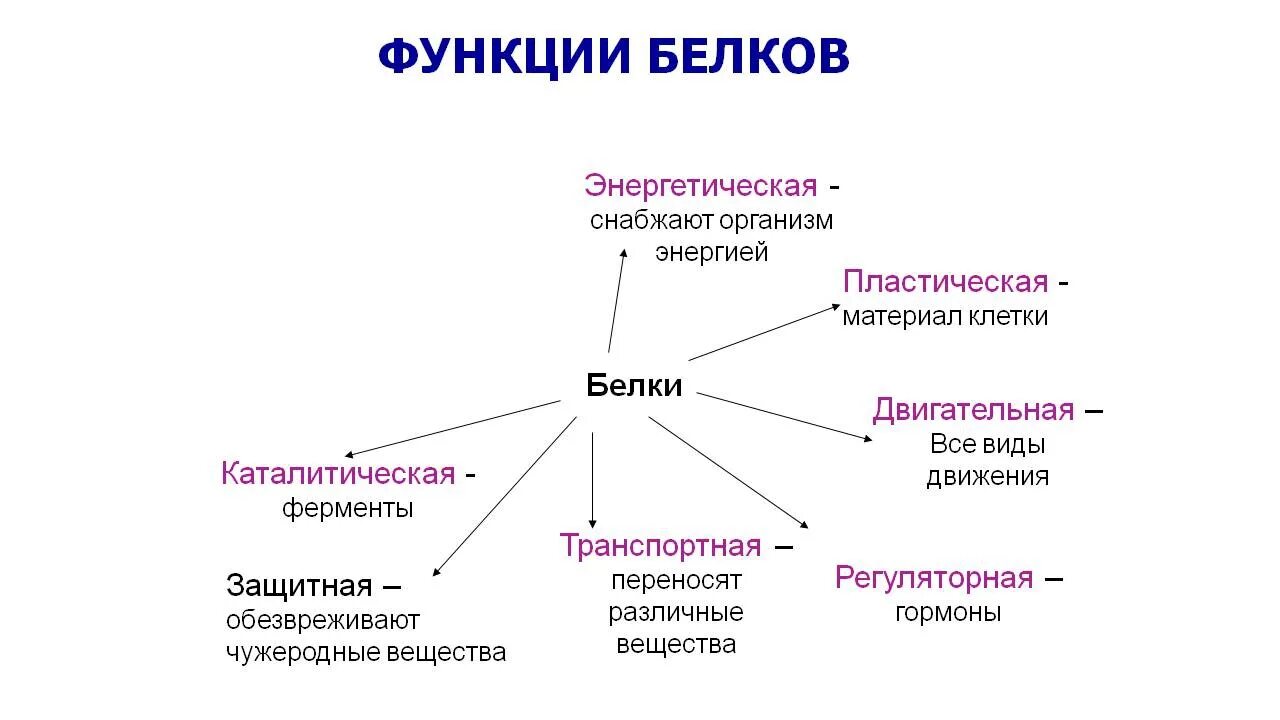 Перечислите функции белков в организме. Строение белков, структуры и функции. Перечислите основные функции белков в организме человека.. Каковы биологические функции белков?.