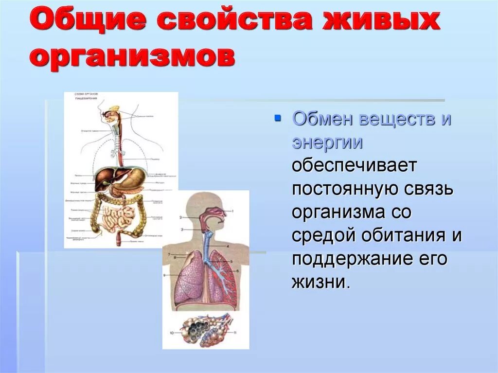 Свойства наблюдаемых живых организмов