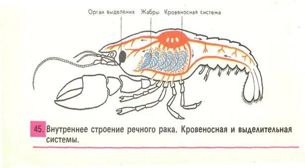 Дыхательная система членистоногих ракообразных. Кровеносная система креветки схема. Кровеносная система членистоногих схема. Кровеносная система Раека. Речной рак выделение