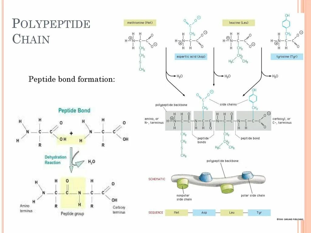 Метионин пептид. Пептиды и полипептиды. Peptide Bond formation. Аминокислота полипептид.