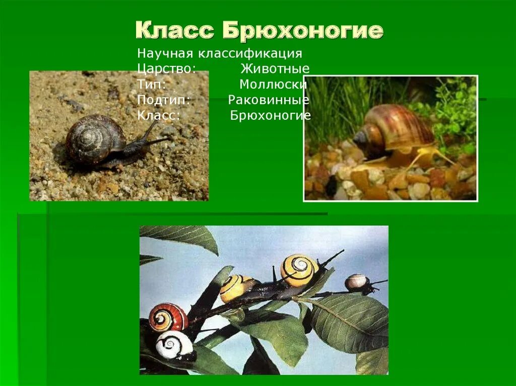 Питание брюхоногих. Брюхоногие моллюски классификация. Систематика брюхоногих моллюсков. Питание брюхоногих моллюсков. Класс брюхоногие питание.