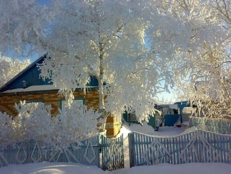 Белые березы белые дома. Белая береза фото. Белые березы белые дома. Есенин зимняя береза. Зимняя береза под окном.