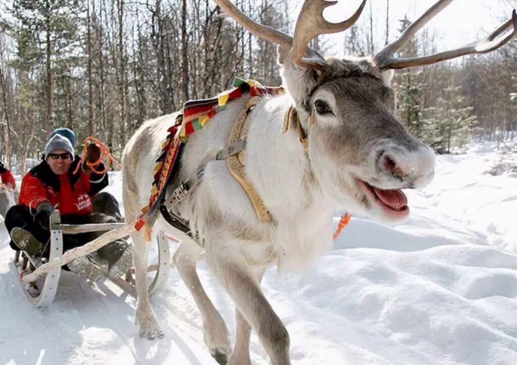 Финляндия Оленья упряжка. Финляндия парк Оленья ферма. Reindeer Sled Финляндия. Северный олень Лапландия.