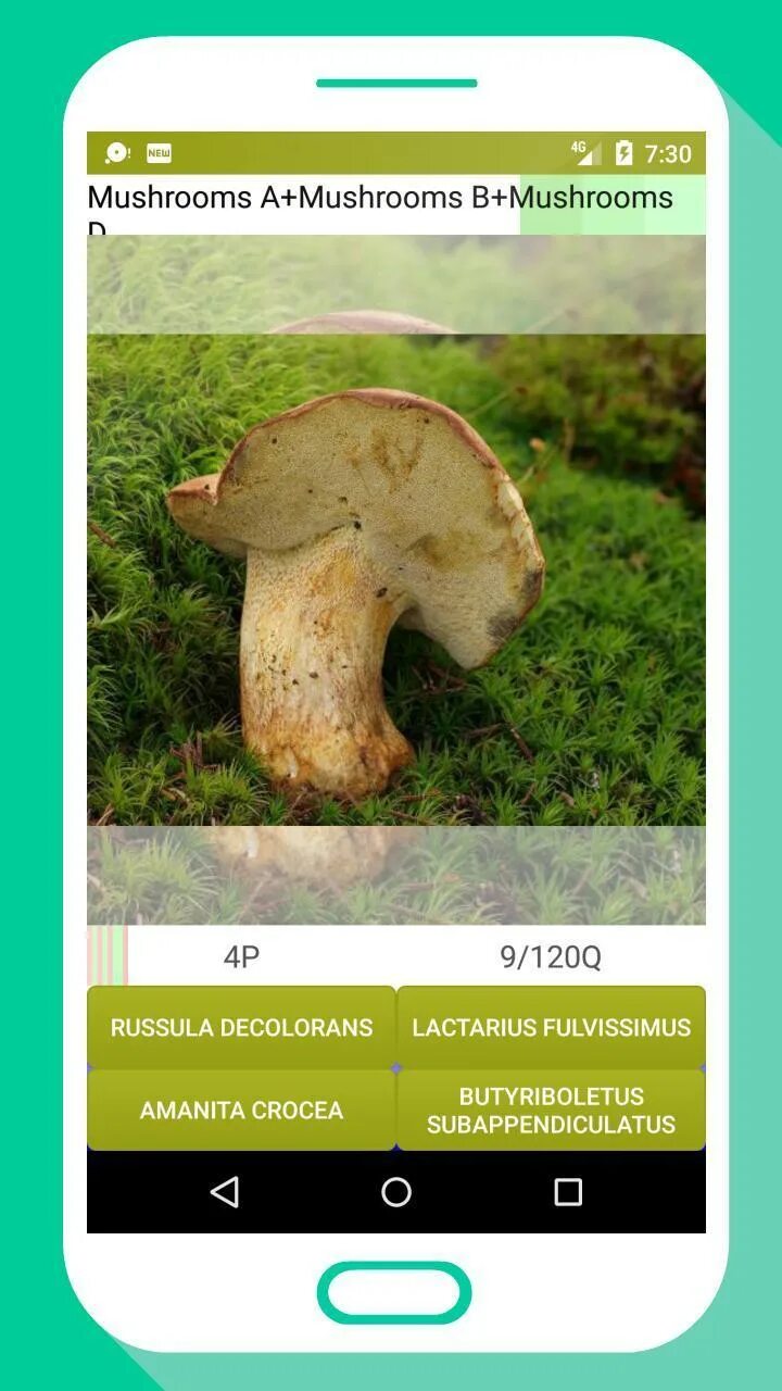 Приложение грибочки. Приложение грибочек.