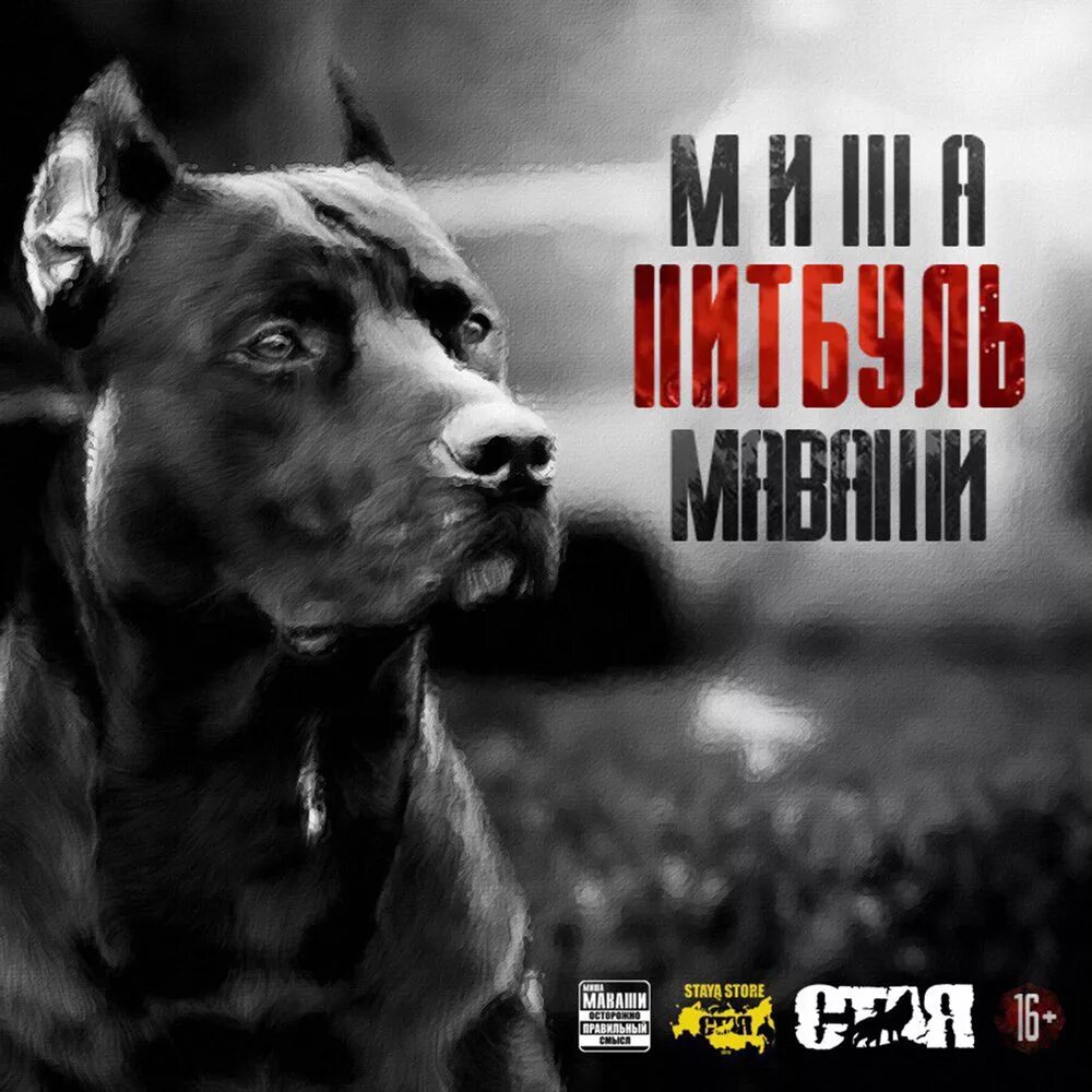 Маваши нетолерантность альбом. Миша питбуль. миша маваши черный пит. миша мава́ши питбуль. маваши питбуль.