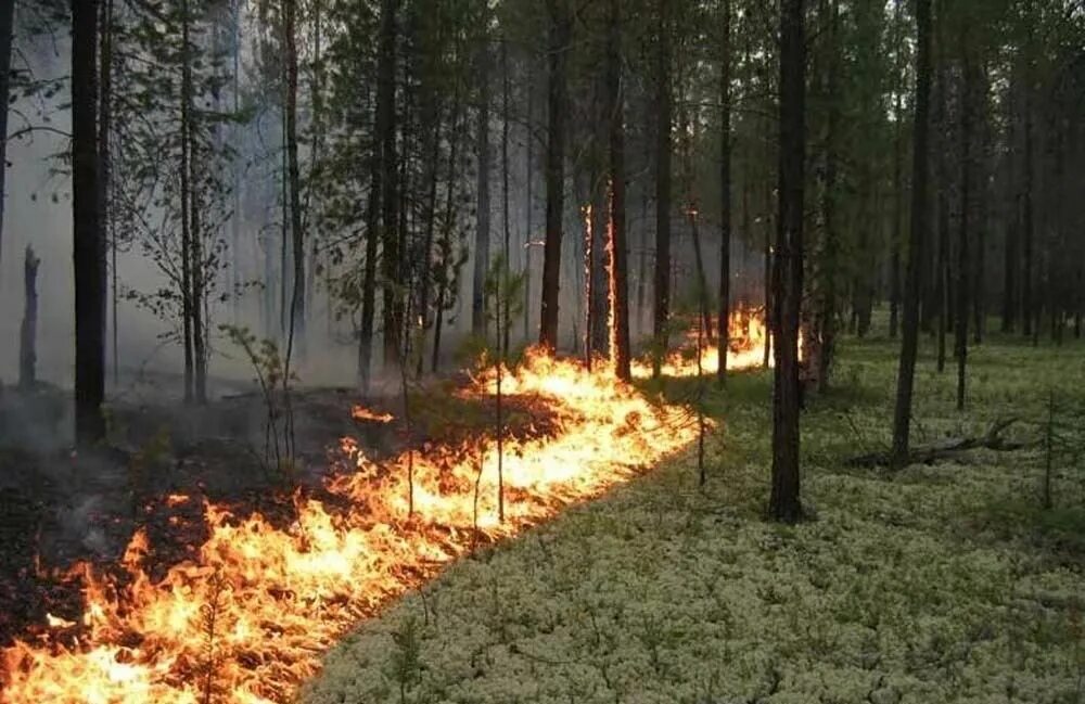 Кипит в лесу. Пожар в лесу. Низовой пожар. Лесные пожары в Ростовской области. Охрана леса.