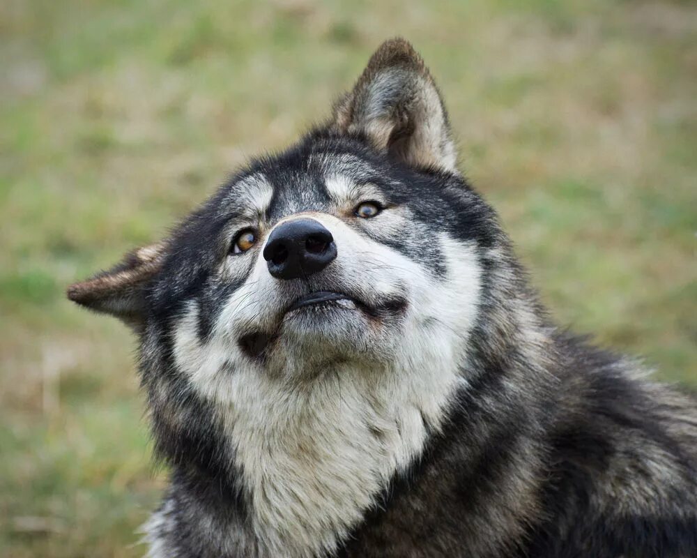 Смешные картинки волка. Смешной волк. Хитрый волк. Волк эмоции. Эмоции Волков.