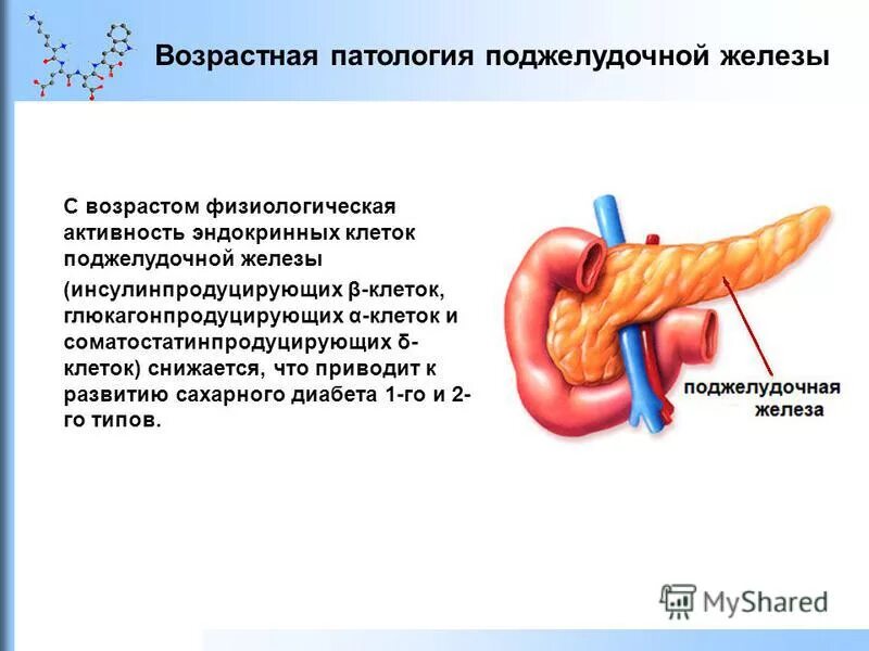 ацинарная ткань поджелудочной железы. ацинарные клетки поджелудочной железы. клетки лангерганса поджелудочной. поджелудочная железа инсулин и глюкагон. как восстановить клетки поджелудочной железы.