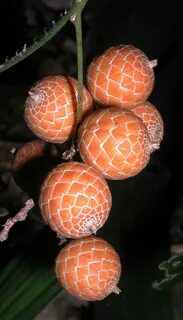 Мифические фрукты