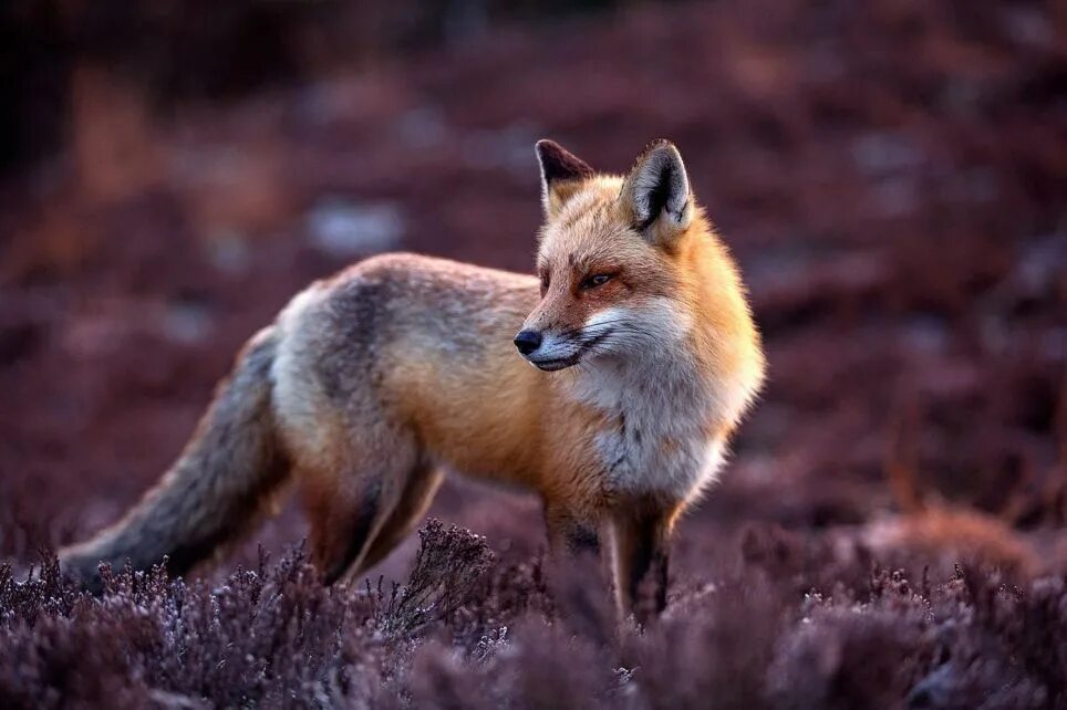 Smoky Red Fox. Лисица. Животные лиса. Красивая лиса. Fox 16