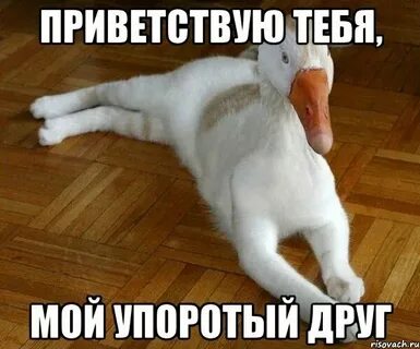 Приветствую твое существование
