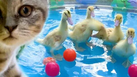 Плавающие кошки видео
