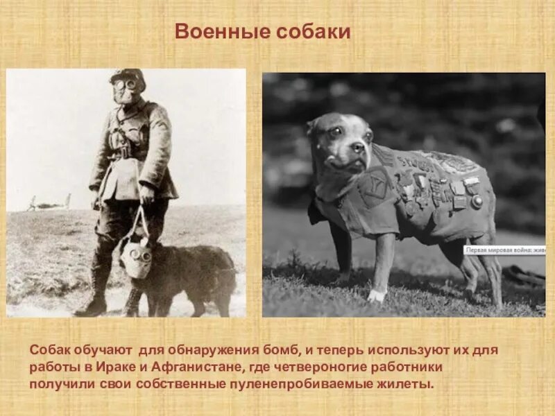 Немецкая овчарка джульбарс. Рассказ про спасение животных человеком. Рассказ собаки герои. Истории собак героев. Собаки герои.