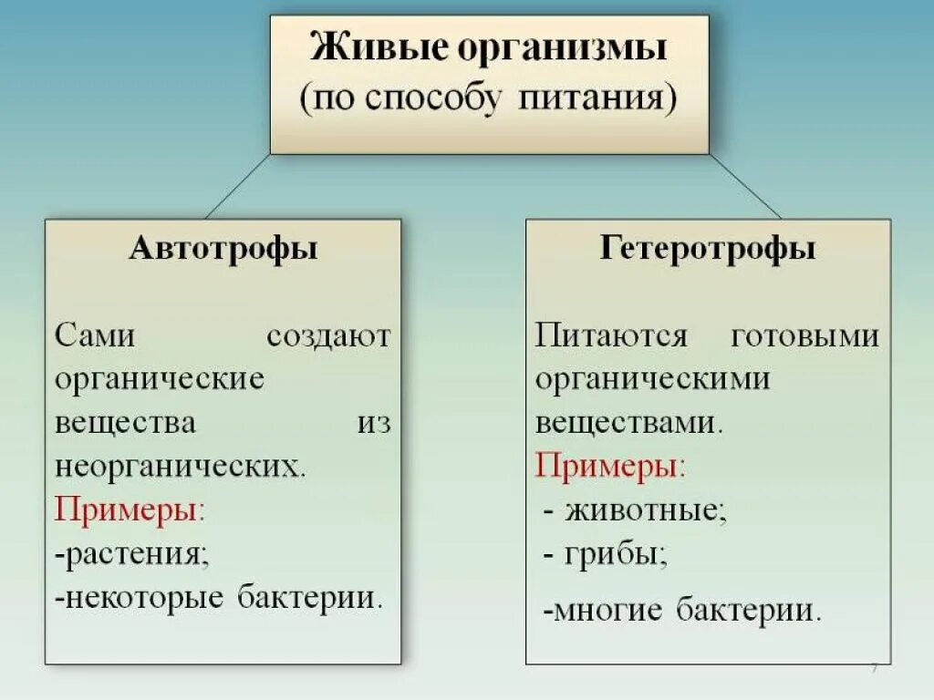 Автотрофный тип питания характерен