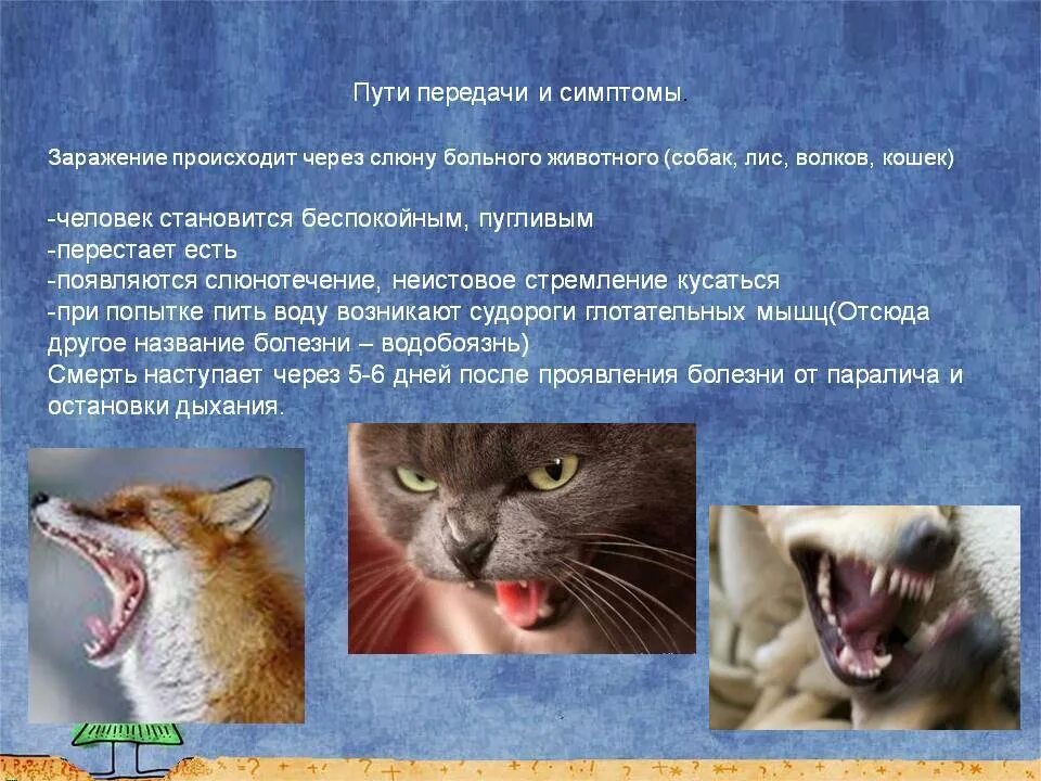 Заболевания животных передающихся человеку гигтест. Бешенство у кошек симптомы. признаки бешенства у кота. болезни передающиеся от животных человеку.