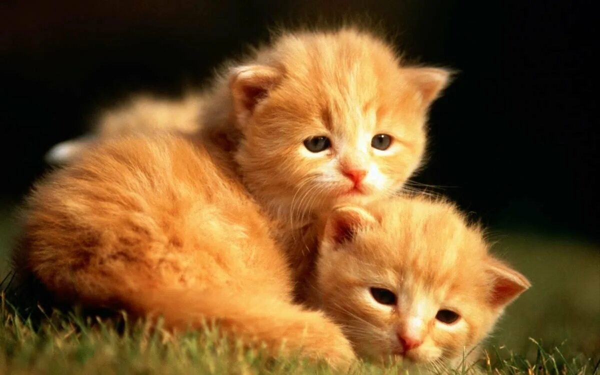 К чему снятся котята маленькие красивые. Милые кошки. Рыжий котёнок. Обои с котятами. Милый котенок.