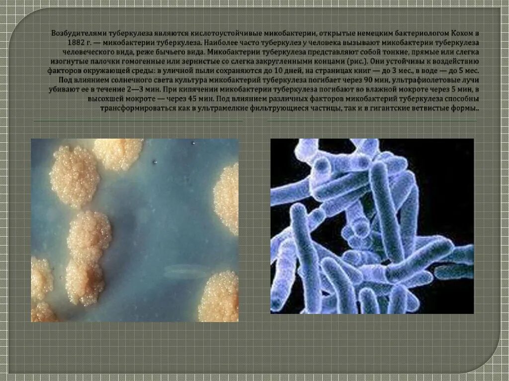 Туберкулез tuberculosis. Туберкулез бактерия возбудитель. Палочка Коха возбудитель туберкулеза. 3 Виды микобактерии туберкулеза.