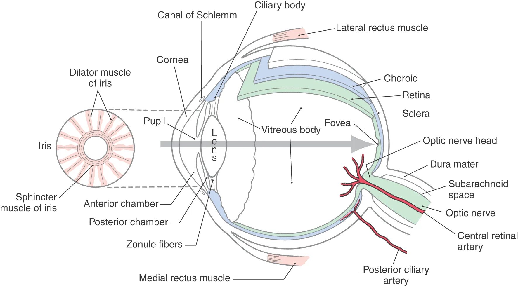 Глаз как переводится. Optical System of the Eye. Зрительная система новорожденного. Строение глазного яблока нейроанатомия. The ciliary body of the Eyes.