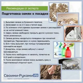 Обеззараживание чеснока перед посадкой