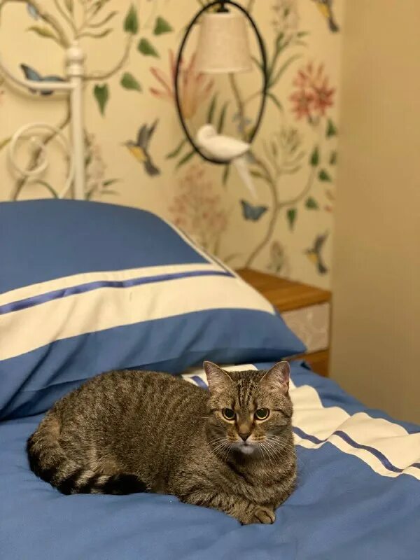 друзья кота коржика