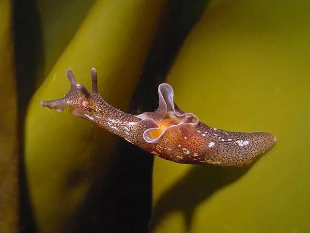 Моллюском аплизией. Аплизия морской заяц. Аплизия морской моллюск. Aplysia punctata. Морской заяц брюхоногий моллюск.