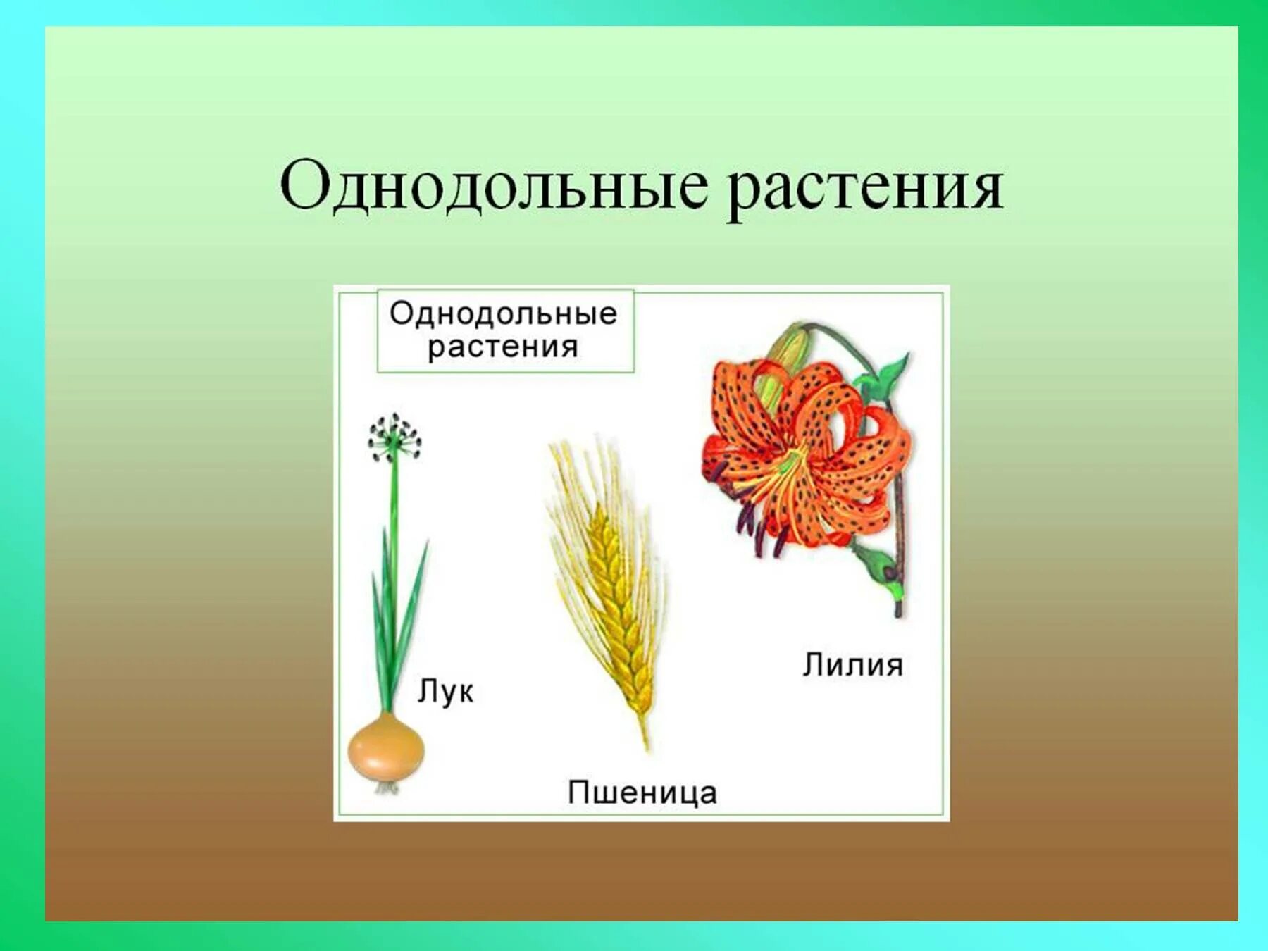 Какие цветы относятся к однодольным. Однодольные растения примеры растений. Семейства однодольных растений примеры. Название семейства однодольных растений. Одноодомные растения.