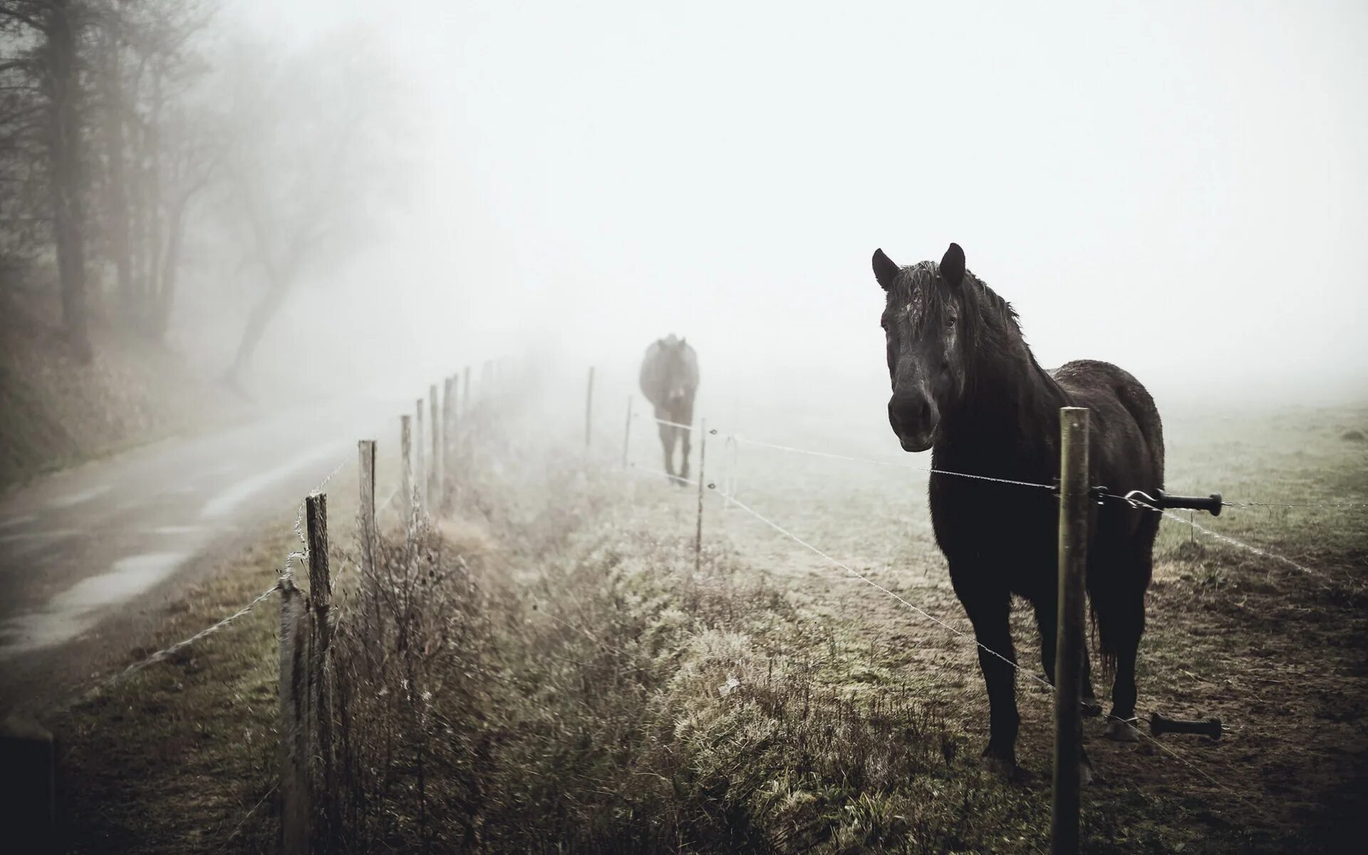 Лошадь в тумане. Лошадь в тумане Эстетика. Лошадь в лесу Эстетика. Лошадь в далеке.