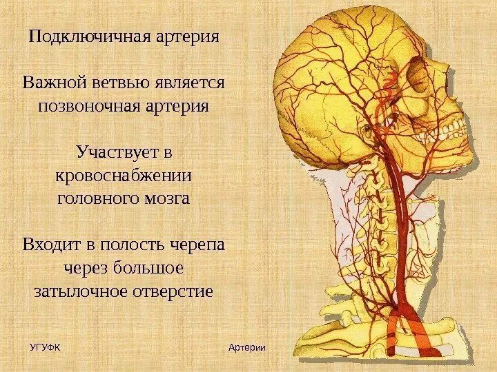 Ветви которые кровоснабжают головной мозг. Позвоночная артерия кровоснабжает. Ветви подключичной артерии позвоночная. Подключичная артерия кровоснабжает. Какая артерия кровоснабжает мозг
