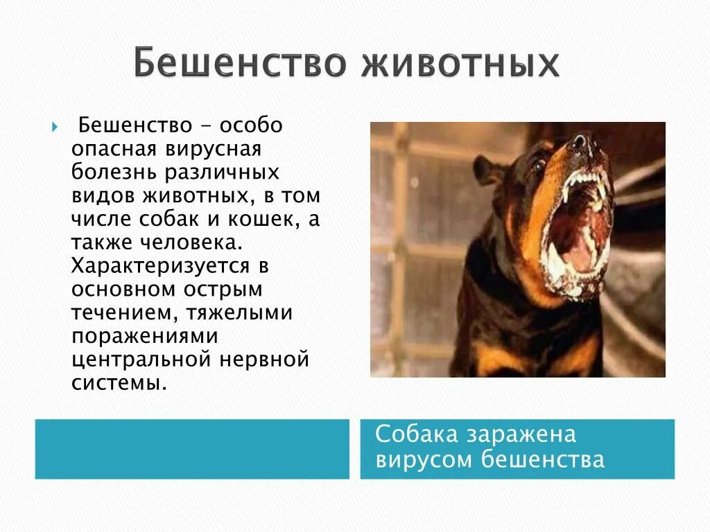 Симптомы укуса собаки человека. Презентация бешенство животных. Опасные заболевания животных.