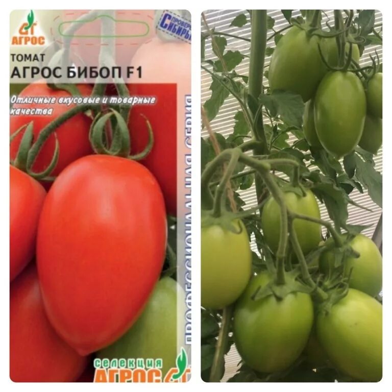томат агрос хит f1 отзывы характеристика. томат агрос розелла f1. томат агрос хит f1 отзывы характеристика. томат агрос бибоп. томат агрос хит f1 отзывы характеристика.