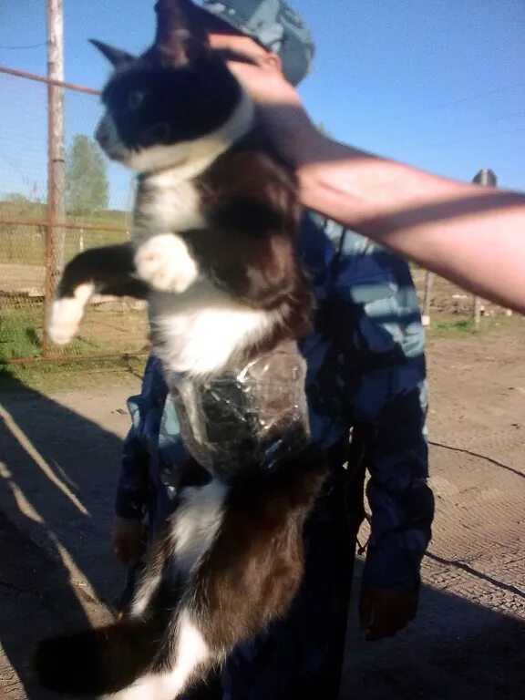 Кого поймал кот