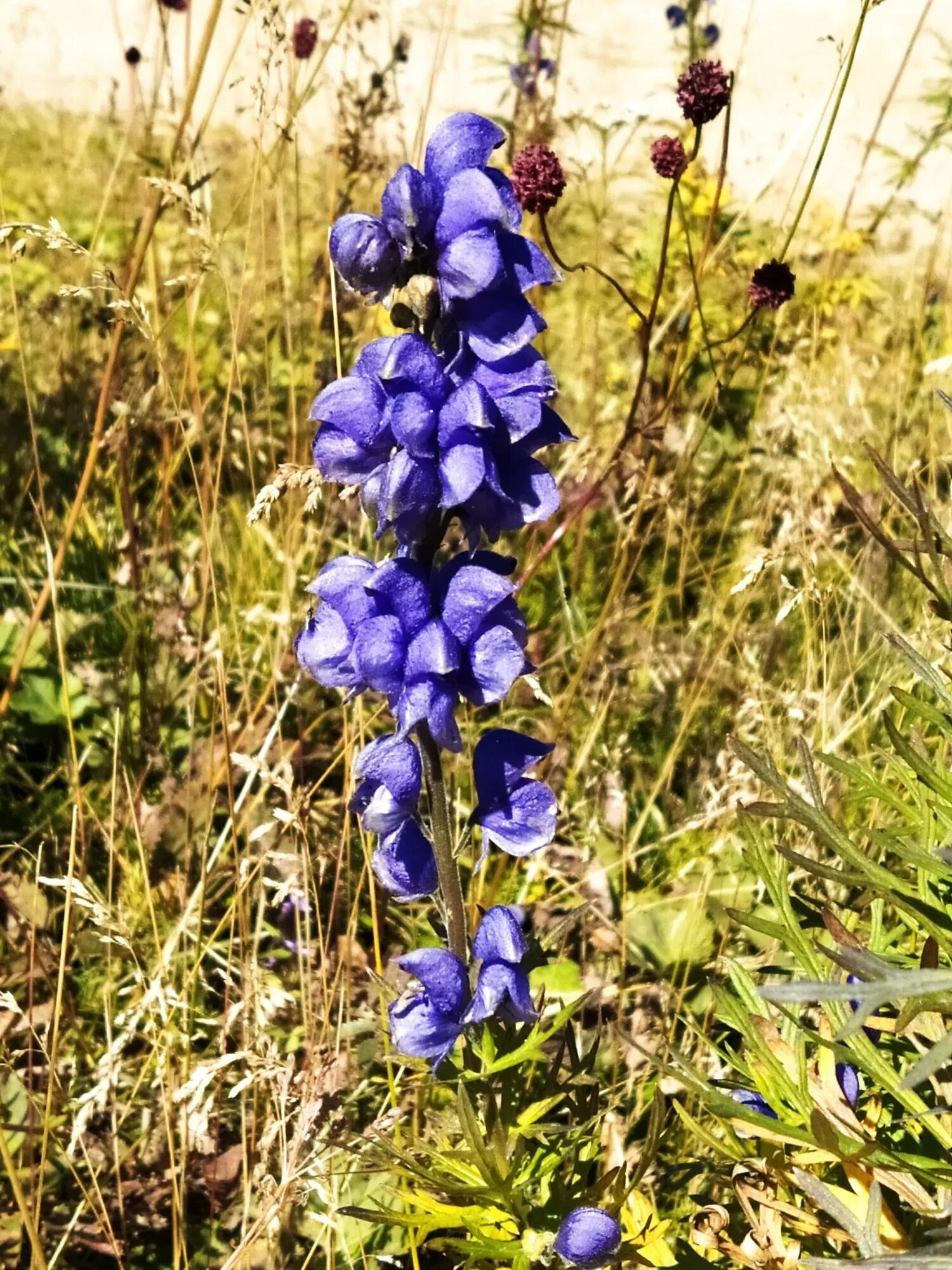 Аконит и люпин. Аконит урал. Аконит столононосный. Аконит фишера. Аконит сергиев посад.