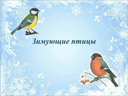 Проект птицы