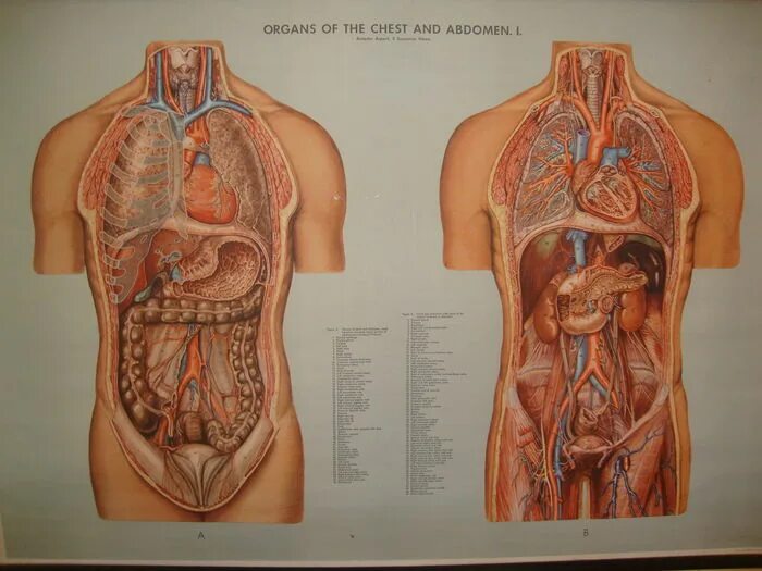 Мужчина без органа. Строение человека внутренние органы. Анатомия человека внутренние органы мужчины. Анатомическое расположение внутренних органов. Анатомия женских органов.