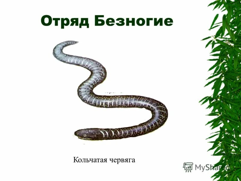 Амфибии безногие червяги кровеносная система. Внутреннее строение червяги. Отряд безногие земноводные представители. Амфибии безногие червяги кровеносная система. Безногие земноводные внешнее строение.