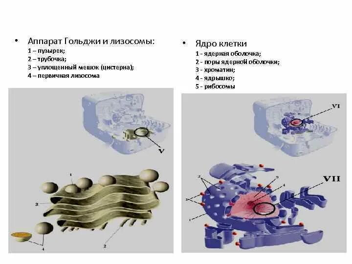 Формирование каких клеточных органоидов участвует аппарат гольджи. Хроматин в аппарате Гольджи. Функции аппарата Гольджи рибосом. Лизосомы рибосомы аппарат Гольджи функции. Аппарат Гольджи и лизосомы связь.
