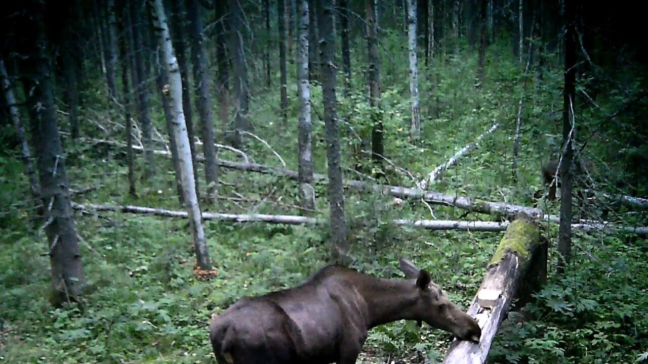 Лось фотоловушка. Солонец для животных в лесу. Солонец для лося