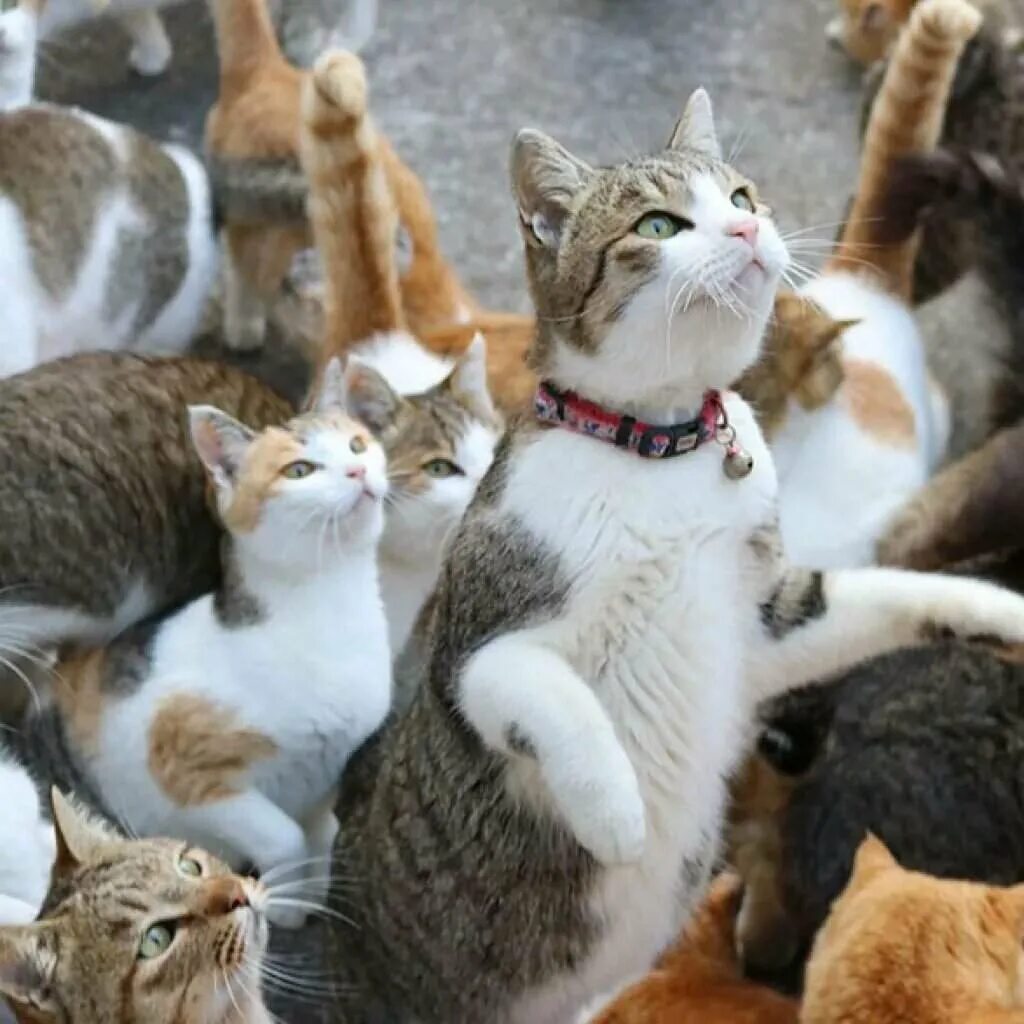 Много котят разных