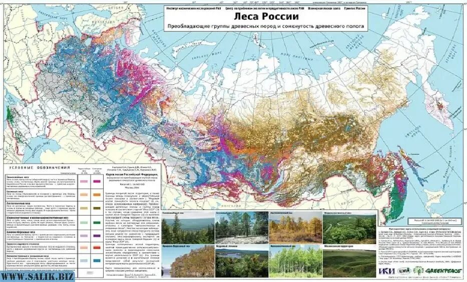 Лесная зона на карте России. Карта лесов России. Карта природных лесов. Природные зоны лесов России.