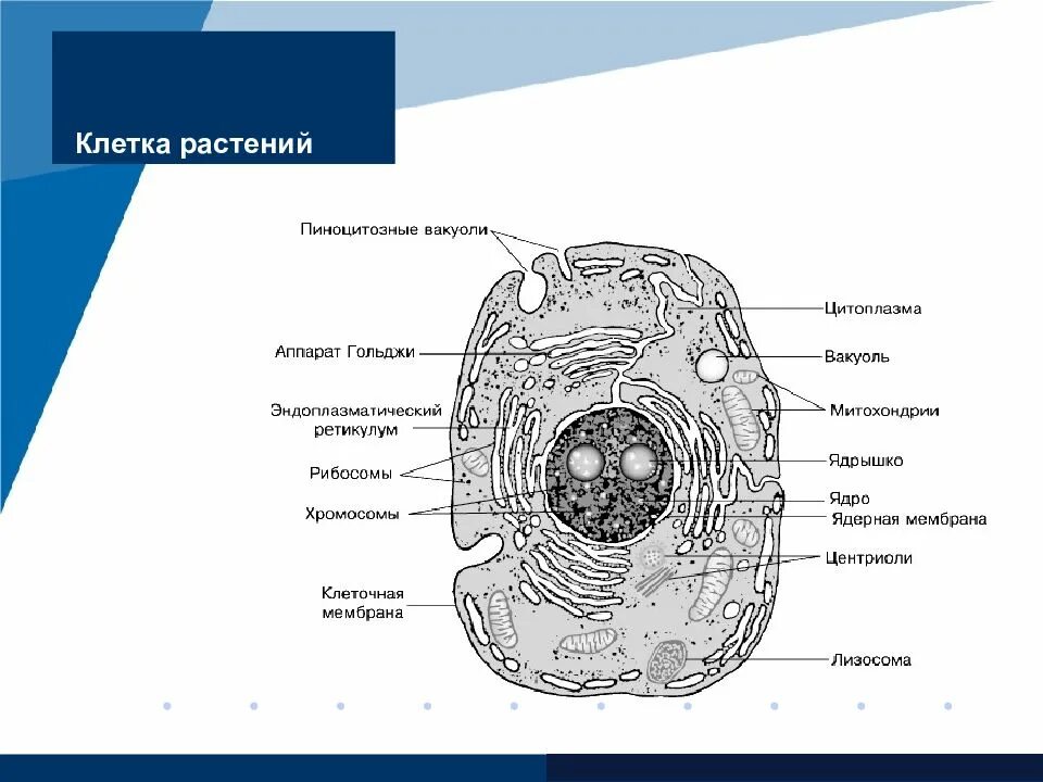 Какому царству принадлежит данная клетка. Схема строения живой клетки по данным электронного микроскопа. Органоиды растительной клетки схема. Строение клетки растения. Строение клеток Царств.