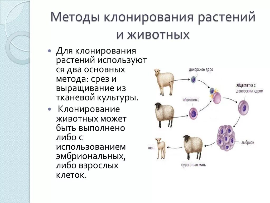Клонирование организмов инженерия. Метод клонирования (животных, клеток, гена).. методы селекции клонирование. этапы клонирования (на примере клонирования овечки долли). клонирование метод селекции.
