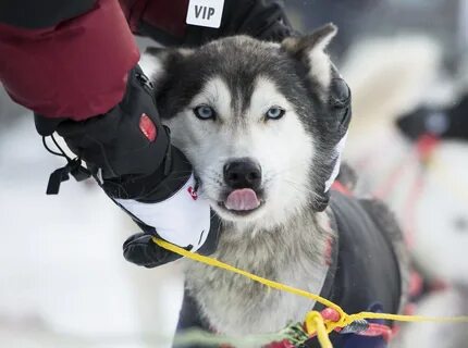 Sled race