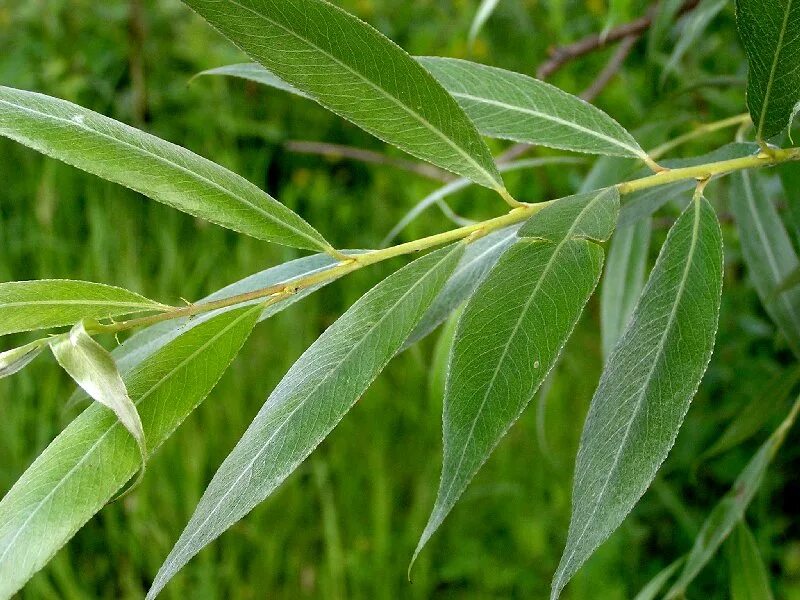 Ива специи. Ива ломкая Salix fragilis. Ива белая (Salix Alba). Ива белая Salix Alba плоды. Ива росистая Salix rorida.