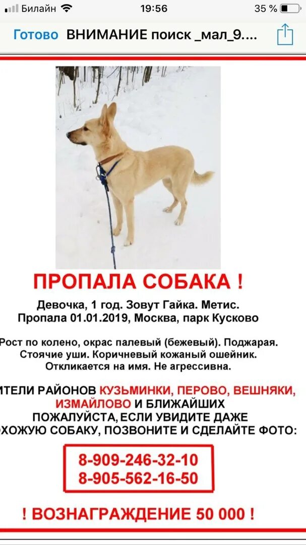 Объявление о пропаже собаки 3 класс русский. Объявление о пропаже собаки. Объявление о пропаже щенка. Потерялась собака объявления. Объявление пропала собака.