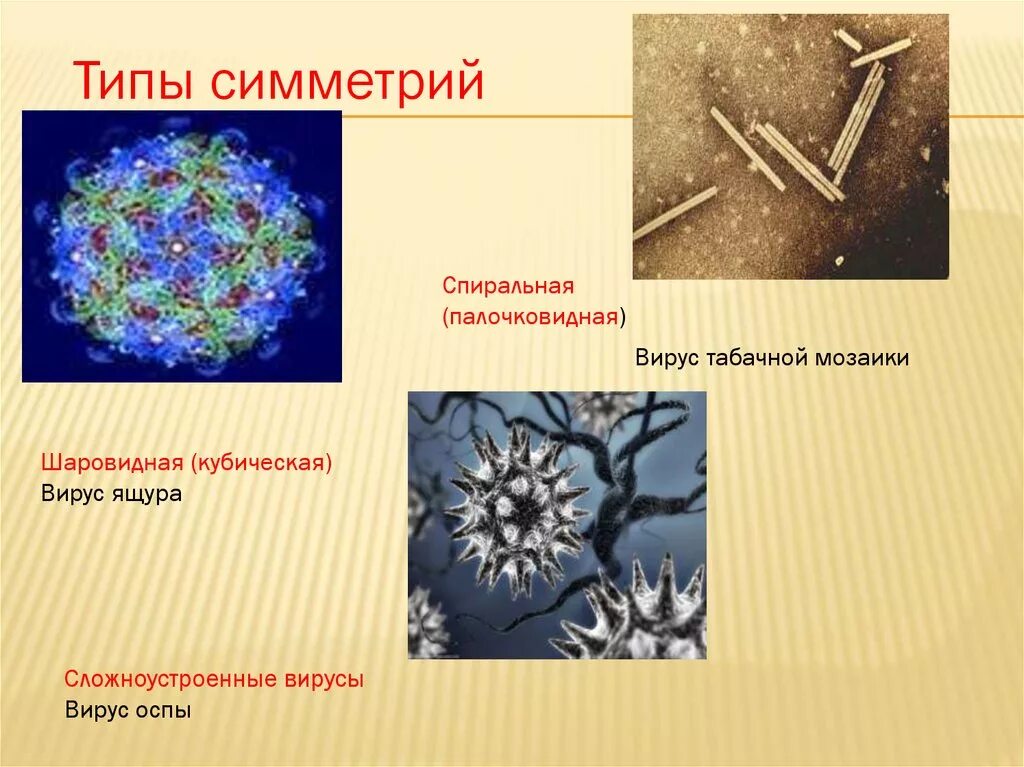 Палочковидные вирусы. Типы симметрии вирусов. Типы симметрии вирусных частиц. Вирусы по типу симметрии. Легкая форма вируса