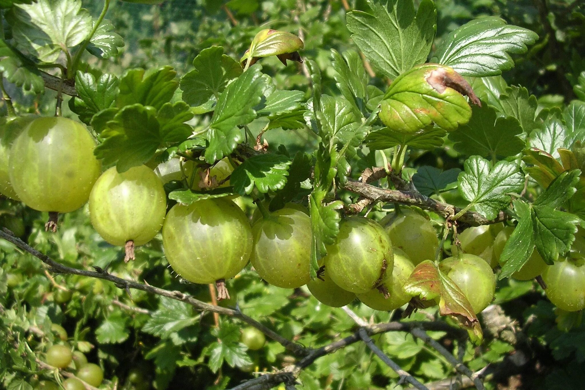 Крыжовник кустарник. Крыжовник (ribes grossularia `karlin`). крыжовник консул. крыжовник иглистый куст. крыжовник триумф.