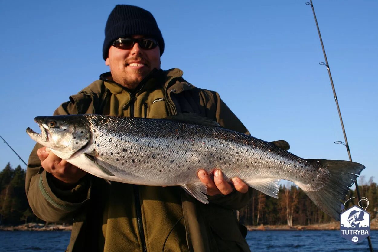 Рейтинг форели. Радужная форель красная. Озерная форель кумжа. Радужная форель ручьевая. Микижа камчатки.