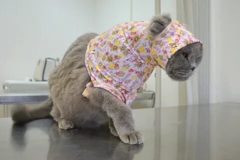 Кошке после операции одевают
